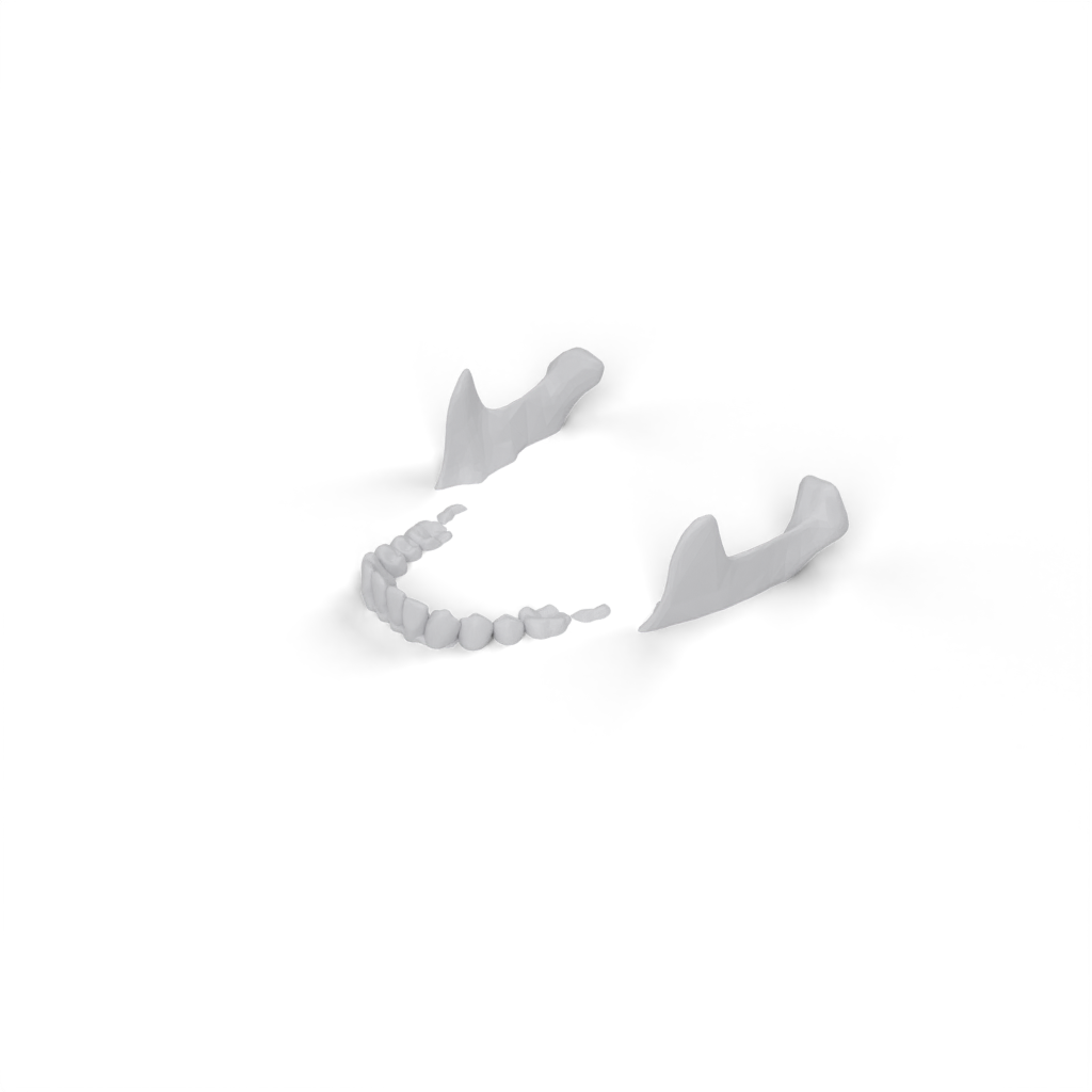 jaw whole