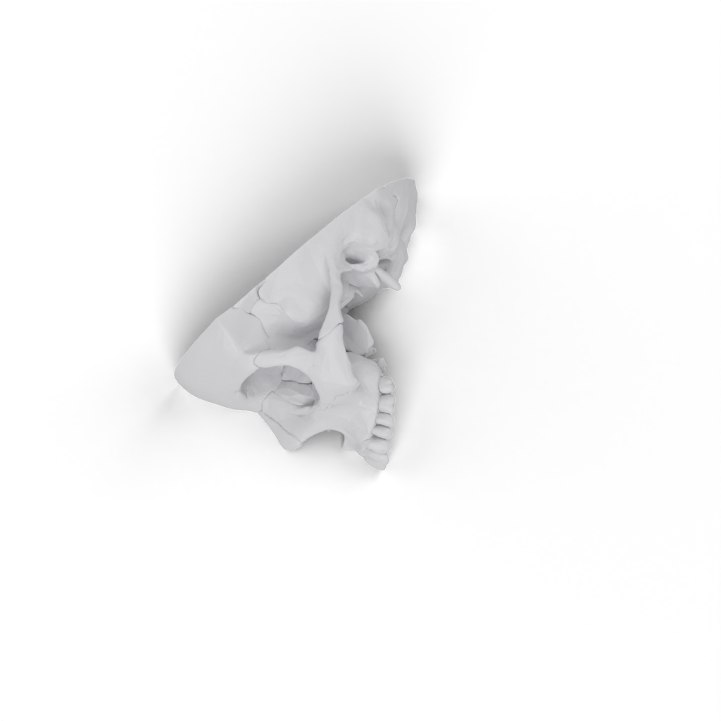 skull Face view 3